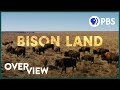 How Bison Are Saving America's Lost Prairie