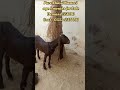 kamori goat #for sale goat#goat for sale