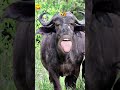 ठंडी में पुरी सब्जी ले आओ रेtrending viralvideopani youtube comedyकॉमेडी short funny🐃🐂shorts 😄🐃