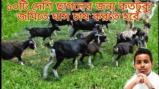 ১০টি দেশি ছাগলের জন্য কতটুকু জায়গায় ঘাস চাষ করলে পর্যাপ্ত পরিমাণে ঘাস পাওয়া যাবে || BD farmers