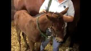 Your New Foal - helpful hints from Iron Spring Farm