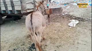 donkey matching video 14 | horse breeding | donkey matching 2022 | nambardar | numberdar life vlogs