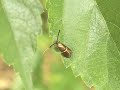 ホソオビヒゲナガガ nemophora aurifera 01_070528