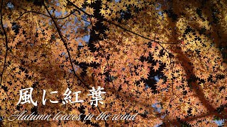 風に紅葉【2025】六義園、東京、日本