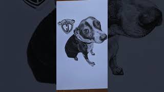 my realistik dog drawing with pencil ❤ #dog #drawing #art #shorts #short
