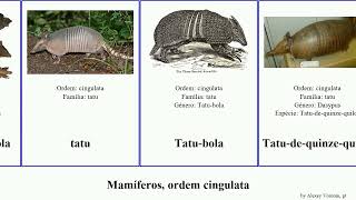 Mamíferos, ordem cingulata mamíferos ordem cingulata.mammal  order Cingulata language tatu pichiy