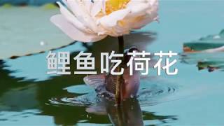 鲤鱼吃荷花，难得一见的盛景，吸引了无数摄影师的“长枪短炮”丨有趣百科