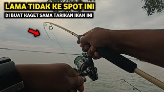 Sudah Lama Tidak Ke Spot Ini Pas Kesini Langsung Di Buat Kaget Sama Tarikan Ikan Ini