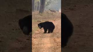 An Angry Sloth Bear at Tadoba Tiger Reserve