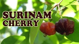 Growing Surinam Cherry | Brazilian Cherry Exotic Fruit