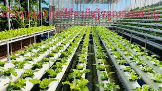 EP205 | Hydroponic farming in Cambodia , understanding hydroponic growing