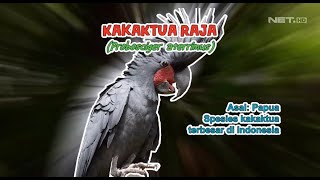 Kakaktua Raja Asal Papua Kebanggaan Indonesia - IPOP