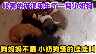 收养的流浪狗生了一窝小奶狗，狗妈妈不喂小奶狗，小奶狗饿的哇哇叫