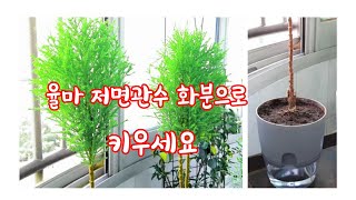 율마 저면관수 화분에 꼭 키우세요 🌿🌱