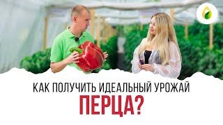 КАК ПОЛУЧИТЬ ИДЕАЛЬНЫЙ УРОЖАЙ ПЕРЦА?