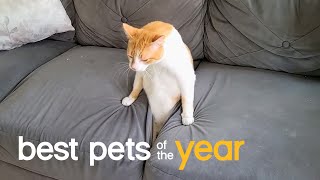 Best Pets of the Year...So Far (2021)