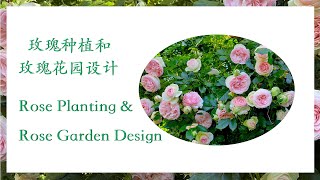 【养花·种菜】029 玫瑰种植 玫瑰花园设计 Rose Planting \u0026 Rose Garden Design 玫瑰种植需要注意的六个方面