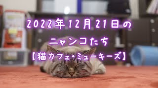 2022年12月21日のニャンコたち【猫カフェ・ミューキーズ】