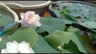 Lotus - Amiry Camelia