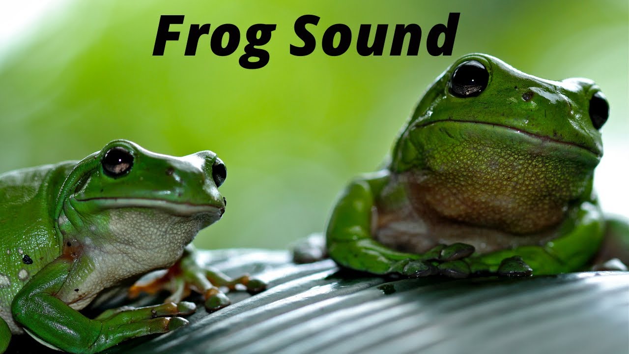 Frogs Chorus :- Sound - YouTube