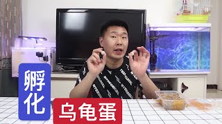 孵化乌龟蛋：买了4只乌龟蛋，孵化了一个月没有出壳，还用继续吗