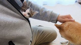 犬が苦手な子猫、仲良くなる練習をします。