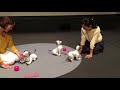 ソニー 新型 aibo 発表会3