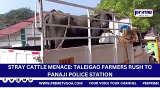 STRAY CATTLE MENACE  TALEIGAO FARMERS RUSH TO PANAJI POLICE STATION