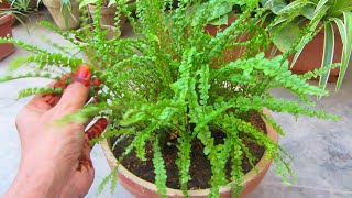 Lemon Button Fern Plant | Caring Tips