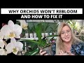 Why Won't My Orchid Bloom? Reasons and How to Fix them