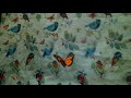 butterflies and birds on a bedroom curtain 🦋