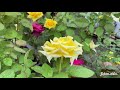 spring blossoms at keisei rose garden