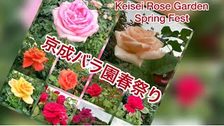 Spring Blossoms at Keisei Rose Garden