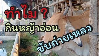 ทำไมวัวกินหญ้าอ่อนแล้วขับถ่ายไม่ปกติ?? | บ้านทุ่งสตูดิโอ |