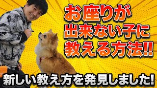 【新手法発見！】お座り出来ない子にお座り教える方法！お座りが出来なかった保護犬チワワの雷神丸君も出来るようになりました！