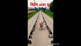 বিলি এবং ডু #comedyfilms #animalflim #automobile #comedymovies #racemovie #funny #funnycomedy #newr