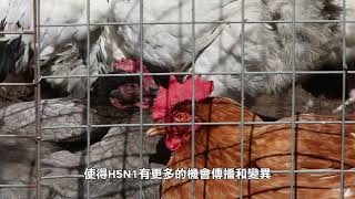 【健康快訊】秋冬季將面臨H5N1禽流感高風險 High Risk of H5N1 Avian Influenza in Fall and Winter