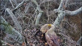 Rétisas fészek~Female \u0026 new Male doing nest work- some kisses~ 2018/12/12