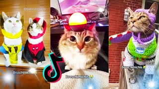 😹 Lo Mejor De Los Bruschimichis @pablobruschi № 52 💗 Hora De Risa 🐈💕