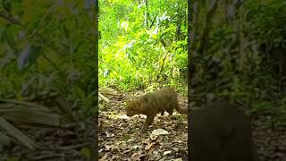 Most rare Cat - jaguarundi #shorts @wildcatsinfo #youtubeshorts #sorts