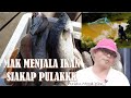 Siakap Kayangan Muncul di Sungai Pulai