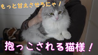 【猫】抱っこされる大型猫様【サイベリアン】