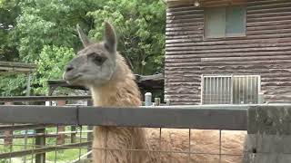 動物　リャマ　マチュピチュ遺跡　リトルワールド