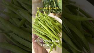 మా మిద్దె తోటలో పండిన కొరగాయాలు| vegetables from our terrace garden😍 #terracevegetablegarden