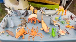 Fun Creatures In Mud Hole | Sharks, Hermit Crab, Scorpion, Octopus, Frogs and more creatures!