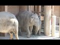 アジアゾウのうららちゃん（３９７）🐘ワルダーさんとお鼻しするゾウ🐘（東山動植物園）ulala of the asian elephant part 397