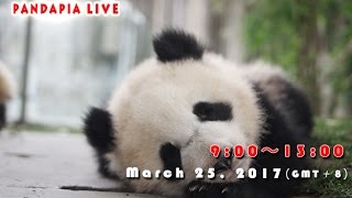 Pandapia live 20170325 2015/2016級熊貓寶寶成長直播