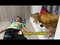 in the end only the rooster could wake me up how do all the cats react when i sleep funny cute pets