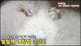 습도 높은 여름에 극성인 쌀벌레 예방하는 방법 3가지How to protect the rice  from the   rice weevil