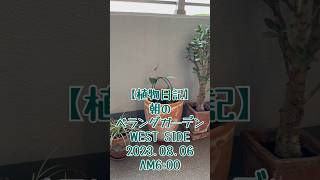 【植物日記】朝のベランダガーデン WEST SIDE 2023.08.06 AM6:00